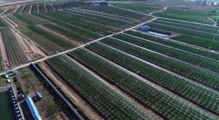 堅(jiān)持走農(nóng)產(chǎn)品品牌化道路，大連大櫻桃產(chǎn)業(yè)助推鄉(xiāng)村振興